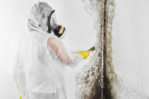 Best Toxic Mold Removal  in Bayport, NY