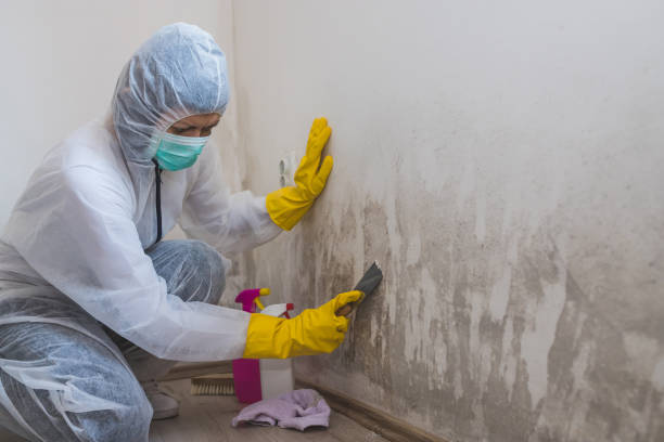 Attic Mold Removal in Bayport, NY