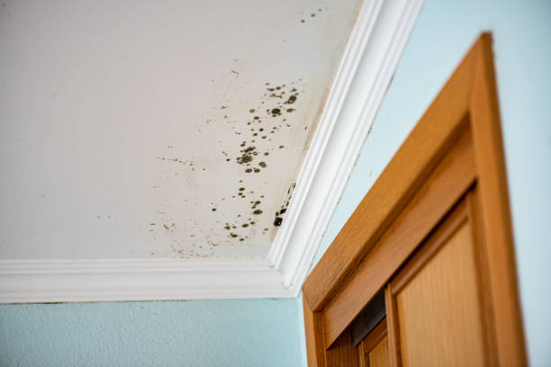 Best Professional Mold Removal  in Bayport, NY