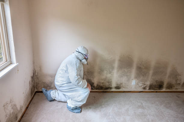 Best Professional Mold Removal  in Bayport, NY