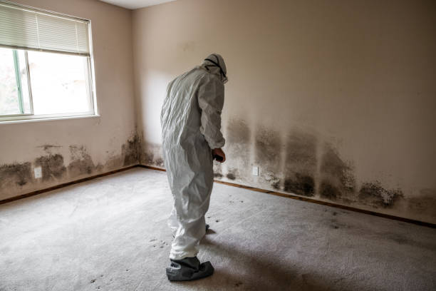 Best Crawl Space Mold Removal  in Bayport, NY