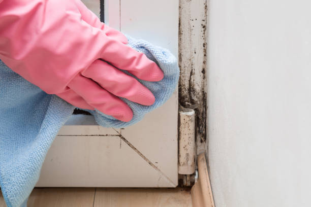 Mold Testing and Removal in Bayport, NY